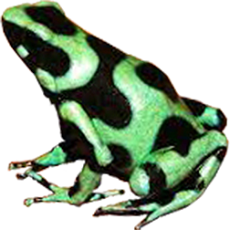 Pastores Auratus